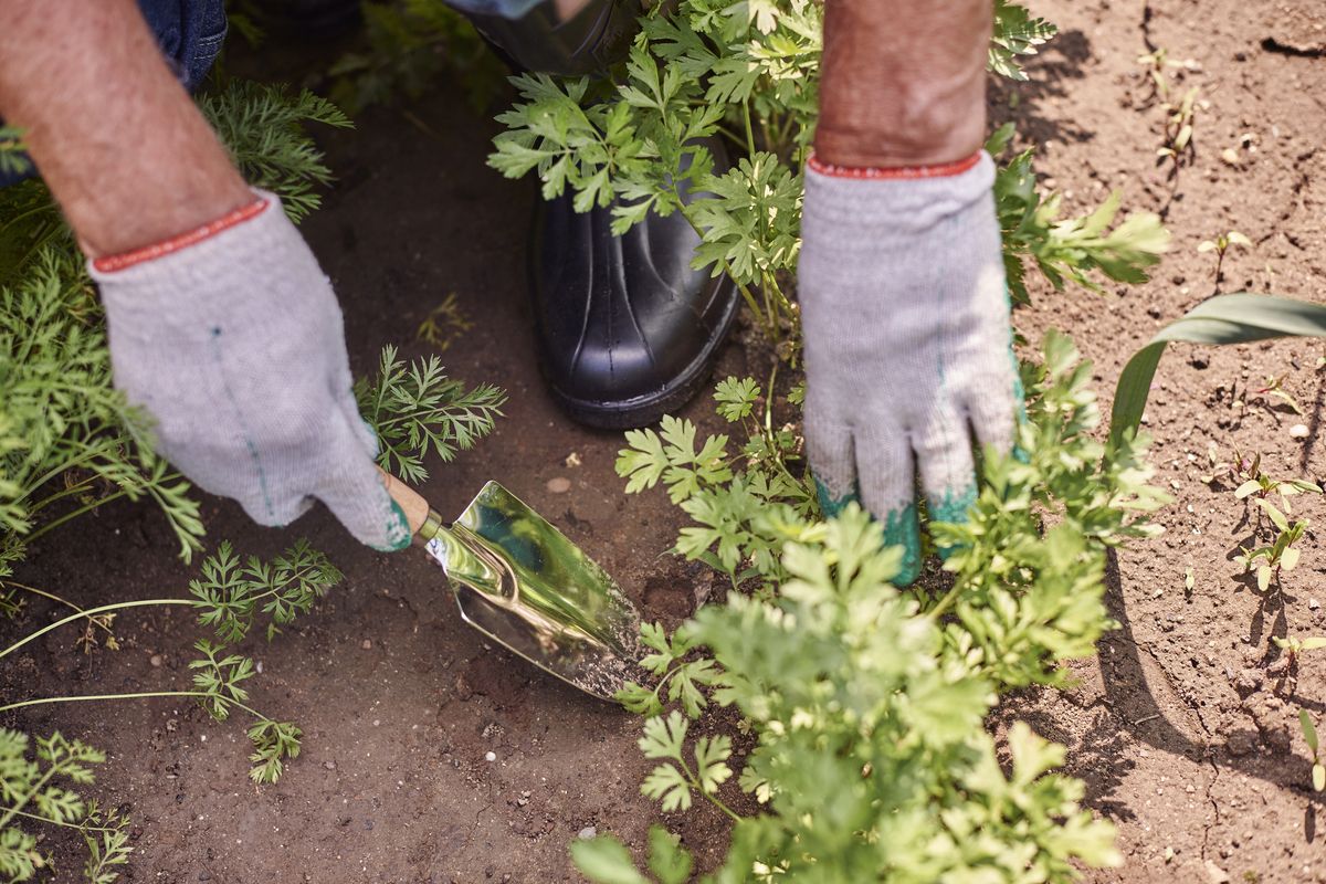 Low Maintenance Plants For Mulch Beds That Thrive This Spring